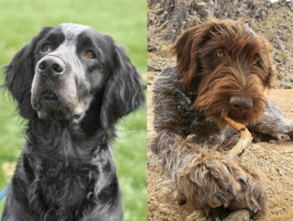 Wirehaired Pointing Griffon vs Picardy Spaniel - Breed Comparison
