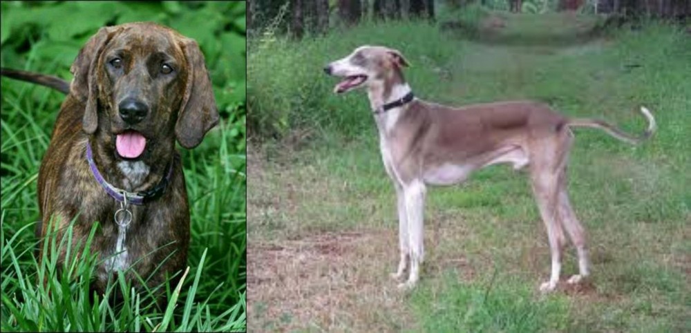 Mudhol Hound vs Plott Hound - Breed Comparison