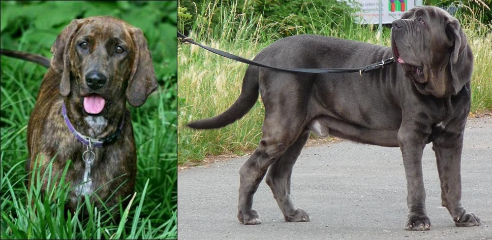 Neapolitan Mastiff vs Plott Hound - Breed Comparison