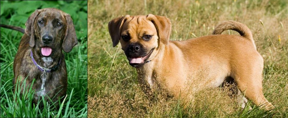 Puggle vs Plott Hound - Breed Comparison