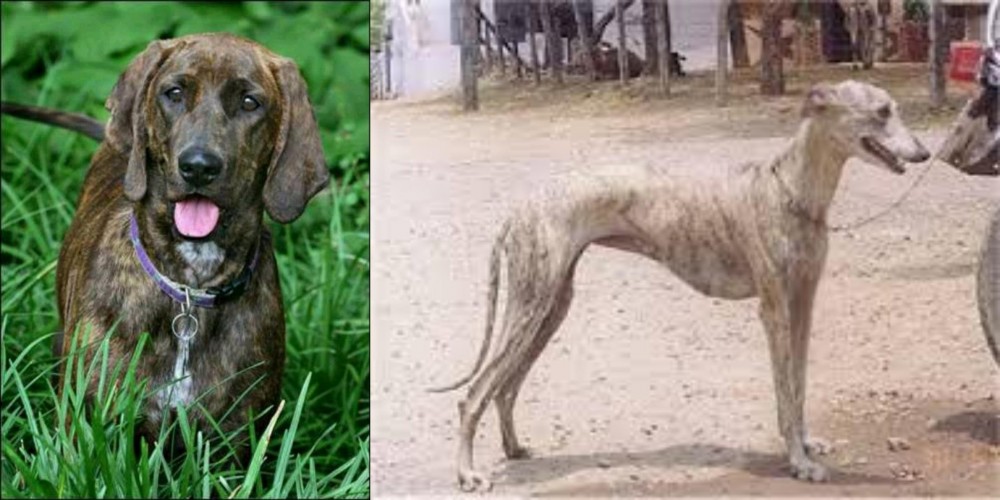 Rampur Greyhound vs Plott Hound - Breed Comparison