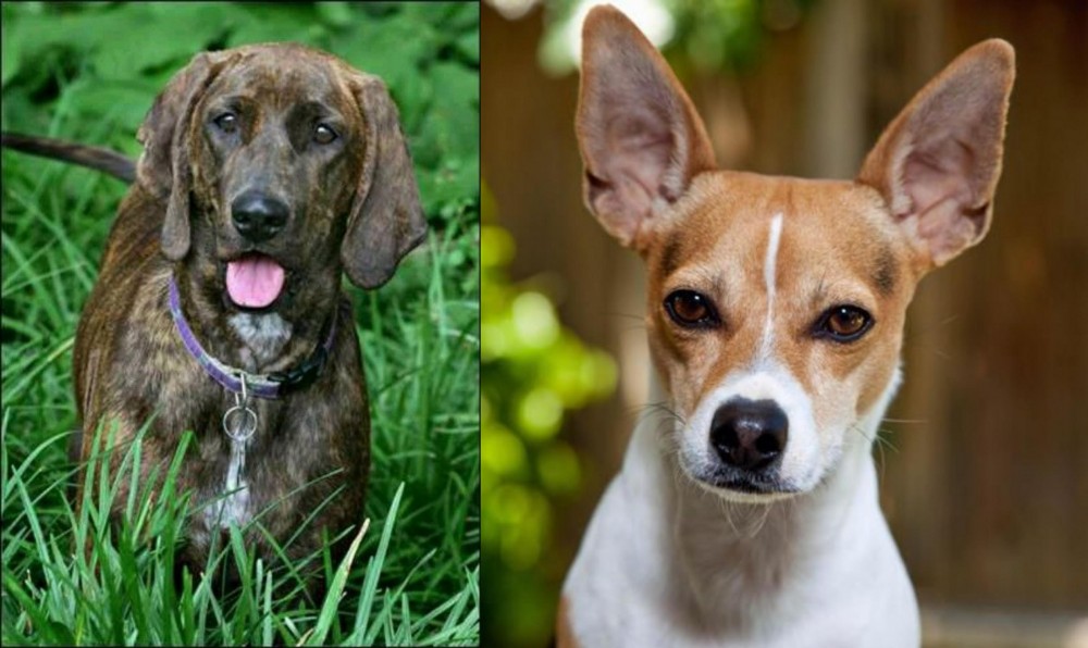 Rat Terrier vs Plott Hound - Breed Comparison