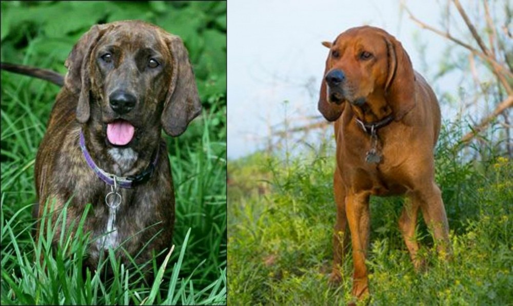 Redbone Coonhound vs Plott Hound - Breed Comparison