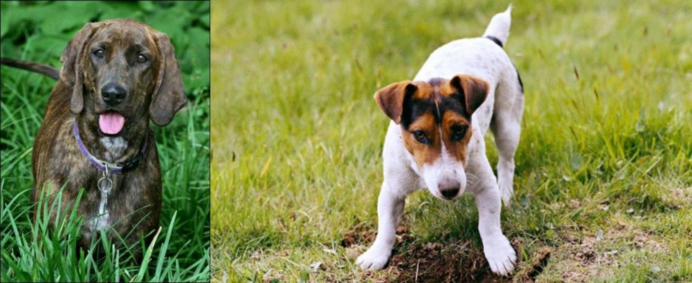 Russell Terrier vs Plott Hound - Breed Comparison