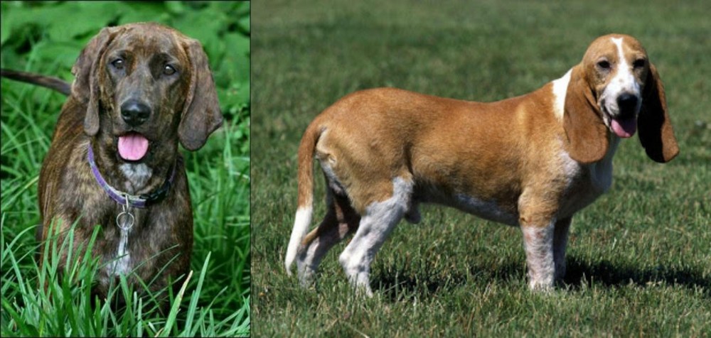 Schweizer Niederlaufhund vs Plott Hound - Breed Comparison