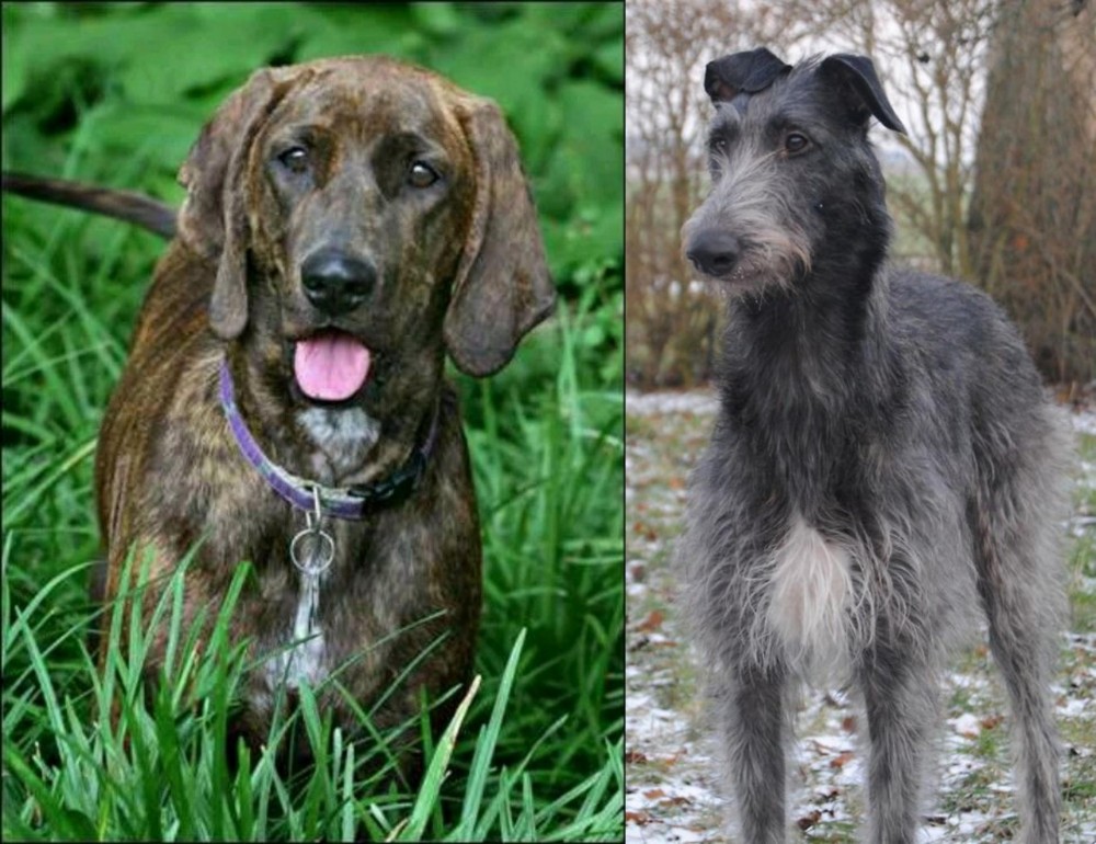 Scottish Deerhound vs Plott Hound - Breed Comparison