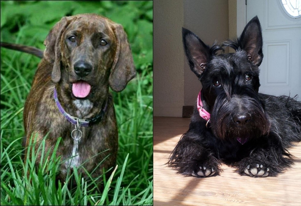 Scottish Terrier vs Plott Hound - Breed Comparison