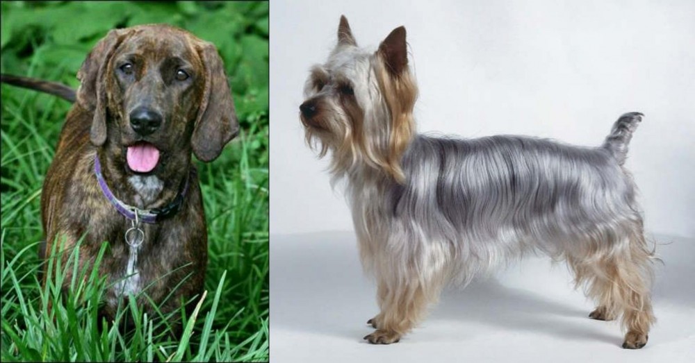 Silky Terrier vs Plott Hound - Breed Comparison
