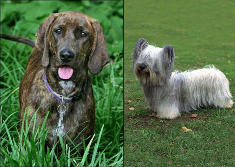 Skye Terrier vs Plott Hound - Breed Comparison