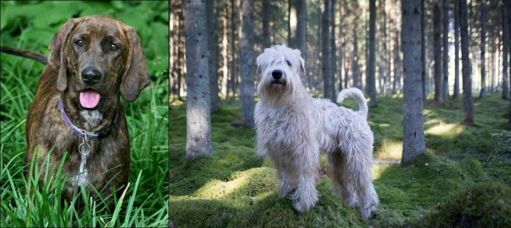 Soft-Coated Wheaten Terrier vs Plott Hound - Breed Comparison