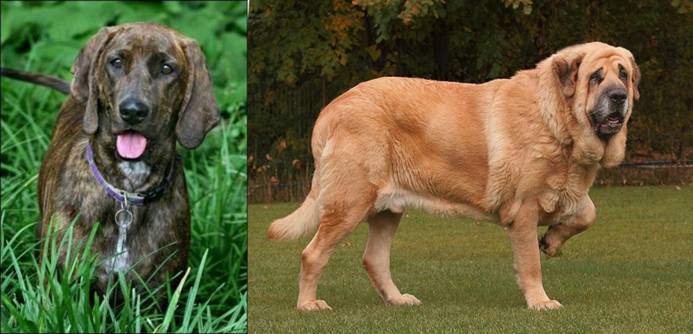 Spanish Mastiff vs Plott Hound - Breed Comparison