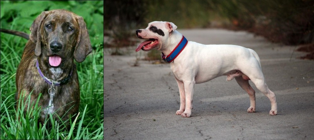 Staffordshire Bull Terrier vs Plott Hound - Breed Comparison
