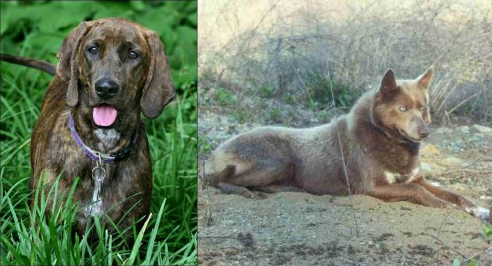 Tahltan Bear Dog vs Plott Hound - Breed Comparison
