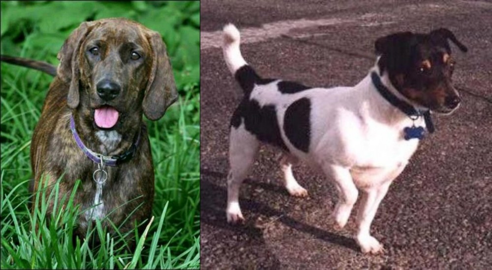 Teddy Roosevelt Terrier vs Plott Hound - Breed Comparison