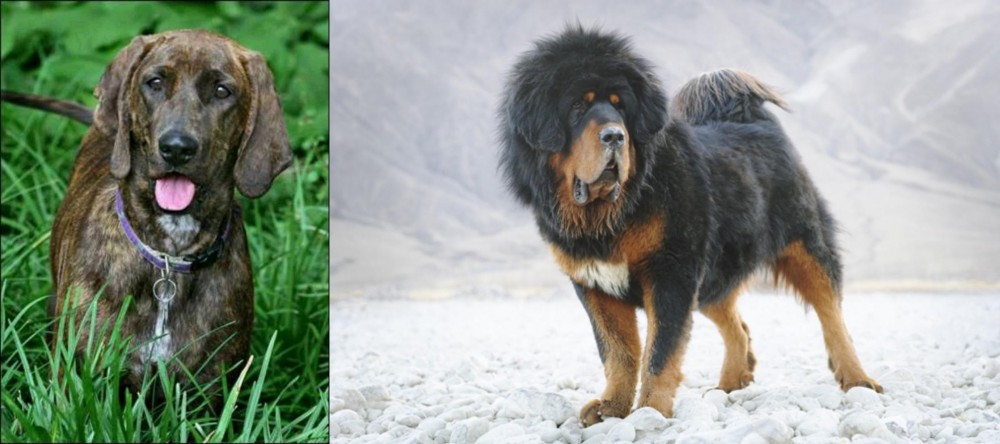 Tibetan Mastiff vs Plott Hound - Breed Comparison