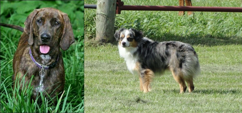 Toy Australian Shepherd vs Plott Hound - Breed Comparison
