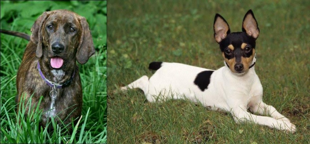 Toy Fox Terrier vs Plott Hound - Breed Comparison