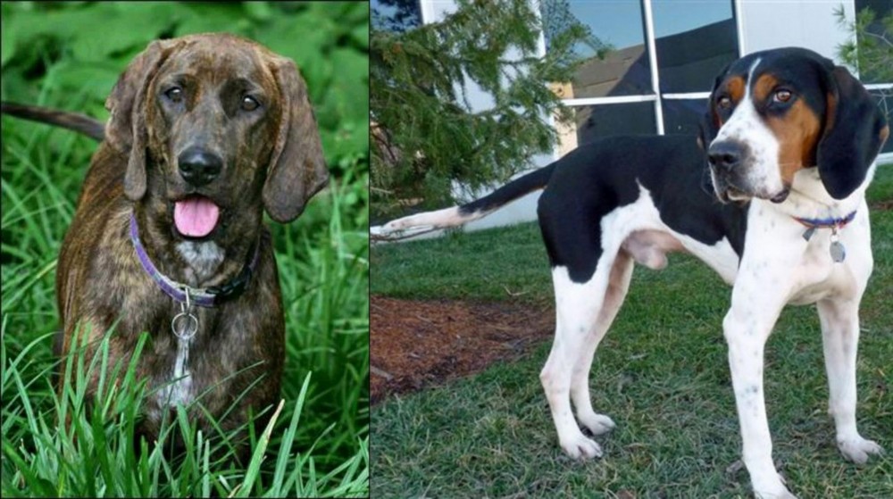 Treeing Walker Coonhound vs Plott Hound - Breed Comparison