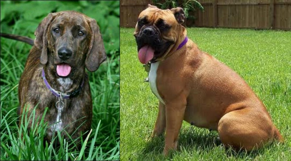 Valley Bulldog vs Plott Hound - Breed Comparison