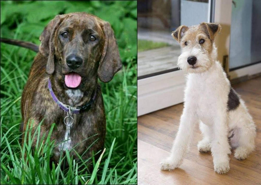 Wire Fox Terrier vs Plott Hound - Breed Comparison