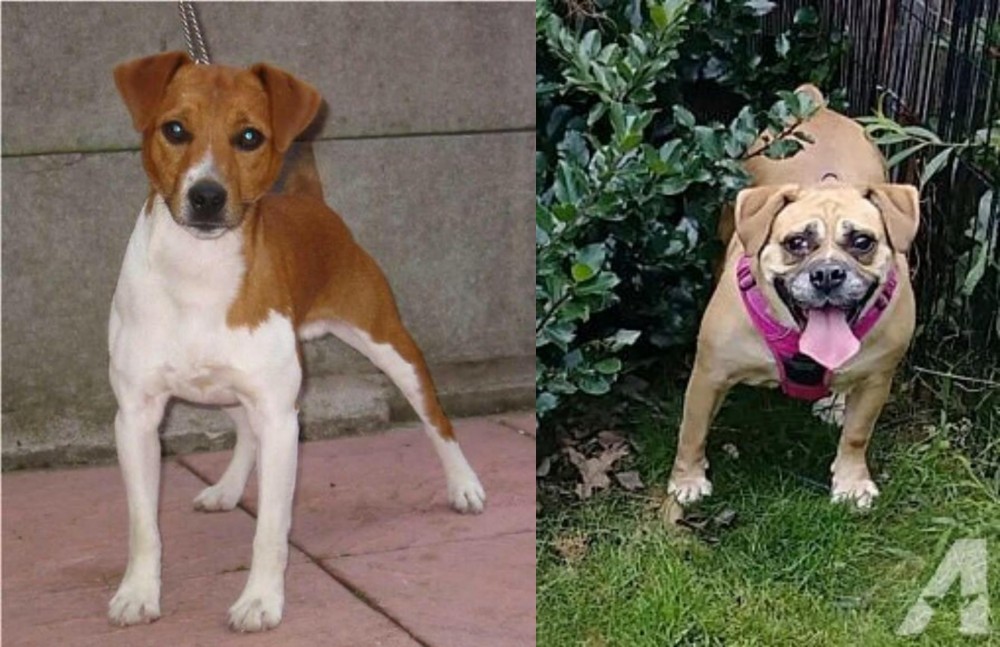 Beabull vs Plummer Terrier - Breed Comparison