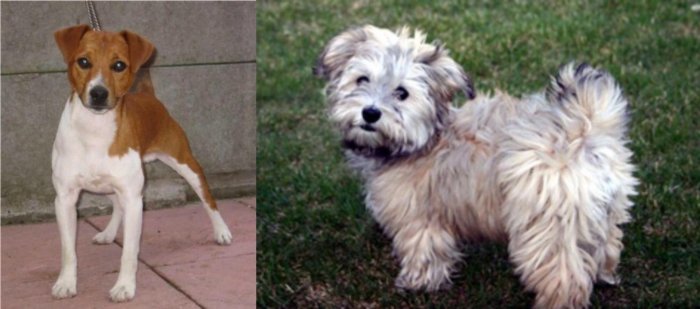 Havapoo vs Plummer Terrier - Breed Comparison