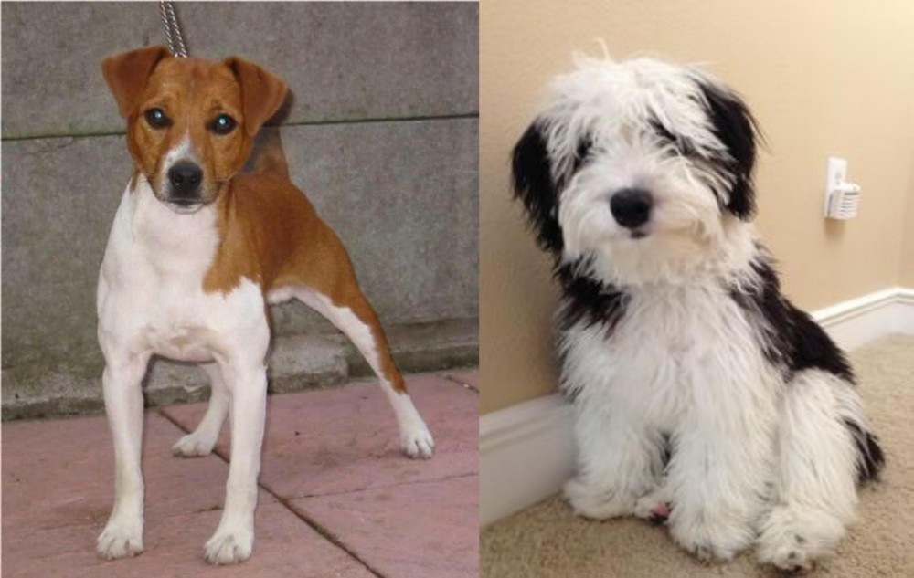 Mini Sheepadoodles vs Plummer Terrier - Breed Comparison