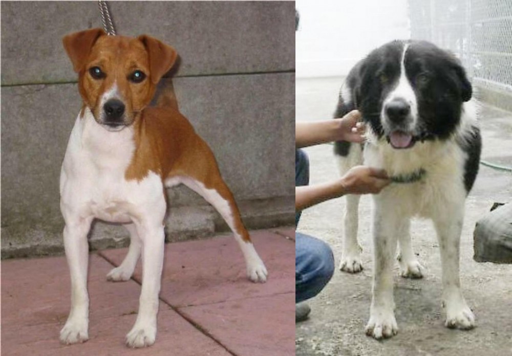 Mucuchies vs Plummer Terrier - Breed Comparison