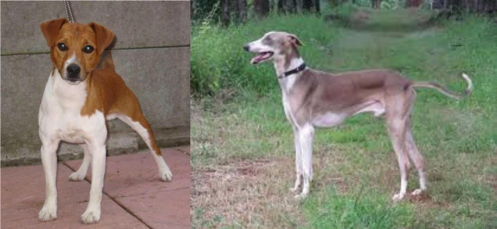 Mudhol Hound vs Plummer Terrier - Breed Comparison
