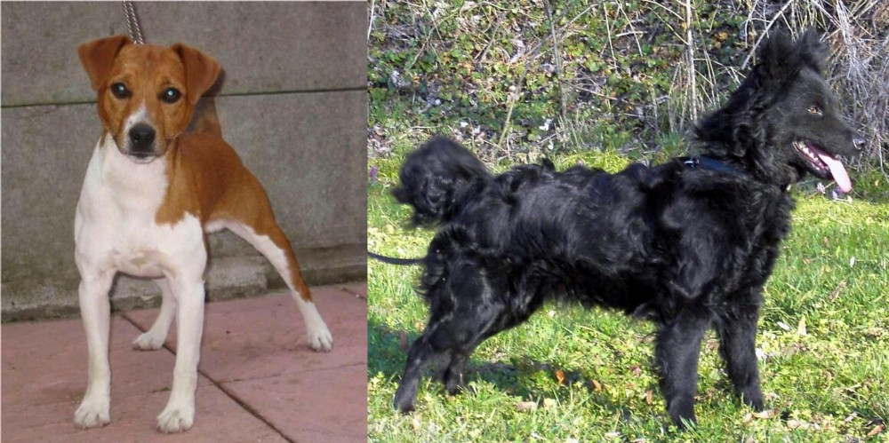 Mudi vs Plummer Terrier - Breed Comparison