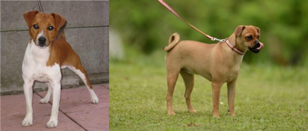 Muggin vs Plummer Terrier - Breed Comparison