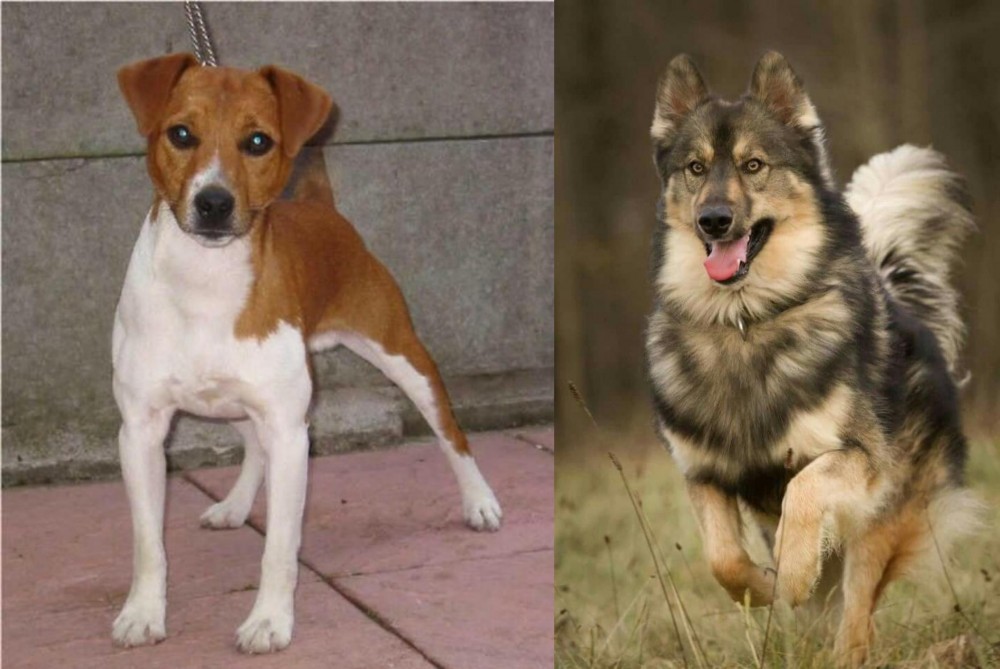 Native American Indian Dog vs Plummer Terrier - Breed Comparison