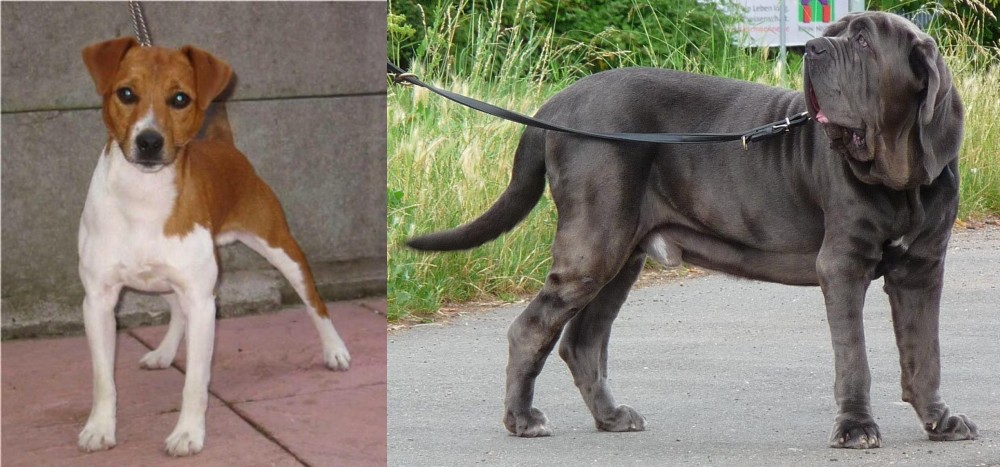 Neapolitan Mastiff vs Plummer Terrier - Breed Comparison