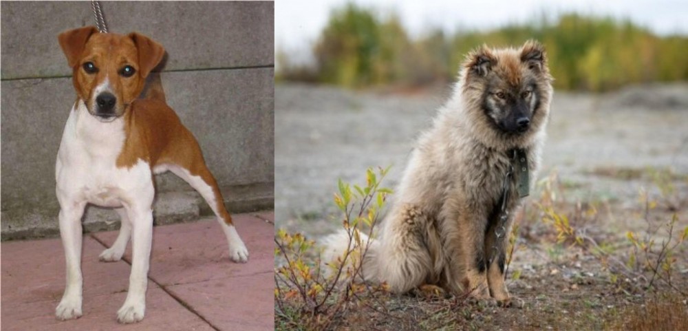 Nenets Herding Laika vs Plummer Terrier - Breed Comparison