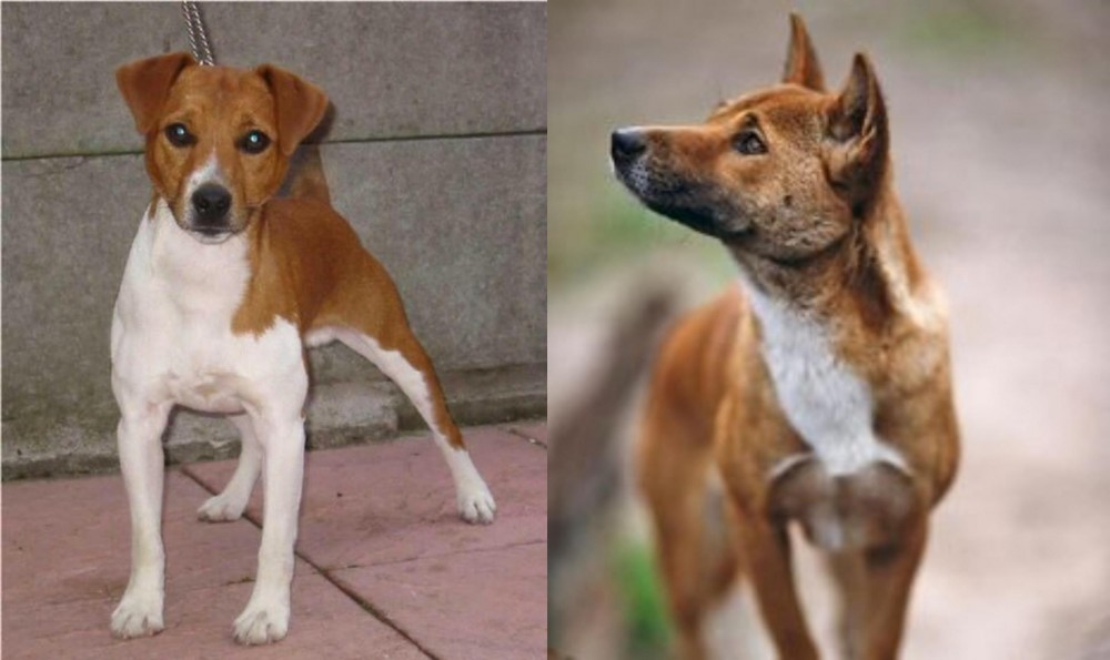 New Guinea Singing Dog vs Plummer Terrier - Breed Comparison