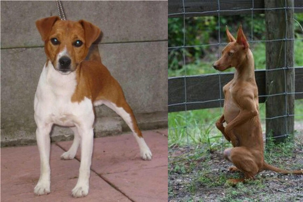 Podenco Andaluz vs Plummer Terrier - Breed Comparison