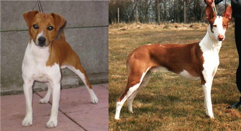 Podenco Canario vs Plummer Terrier - Breed Comparison