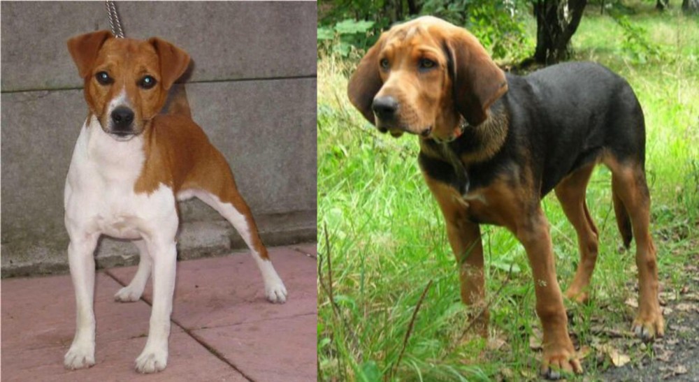 Polish Hound vs Plummer Terrier - Breed Comparison