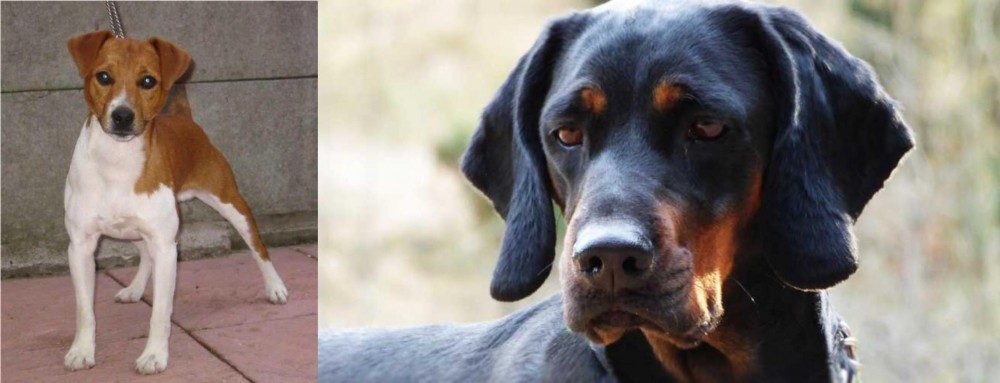 Polish Hunting Dog vs Plummer Terrier - Breed Comparison