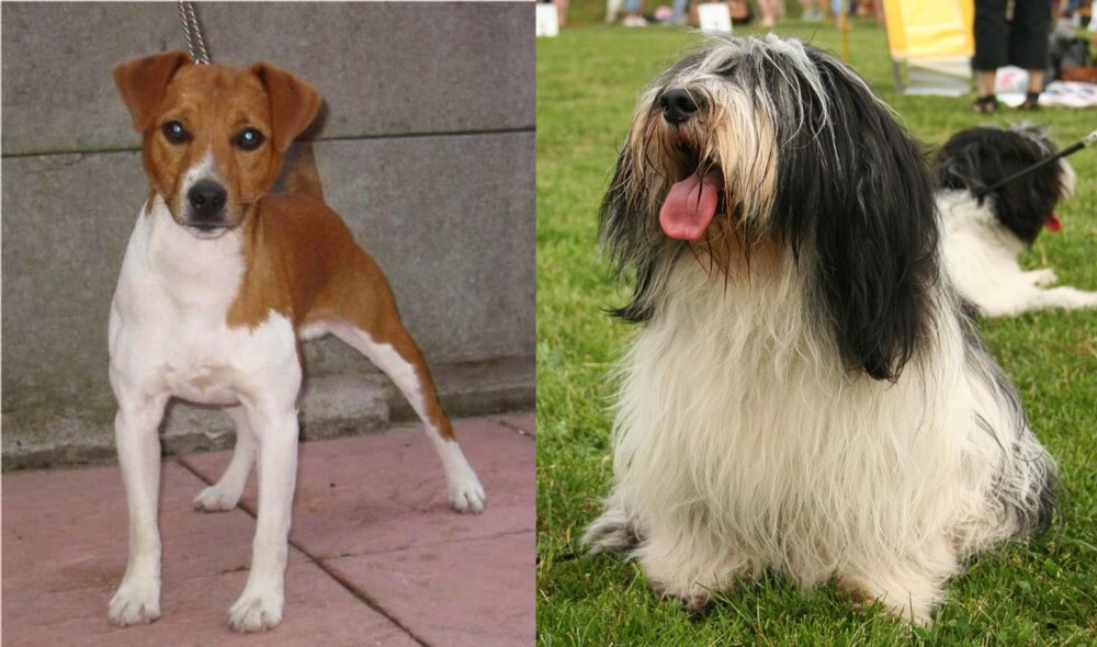 Polish Lowland Sheepdog vs Plummer Terrier - Breed Comparison