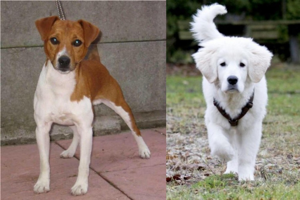 Polish Tatra Sheepdog vs Plummer Terrier - Breed Comparison