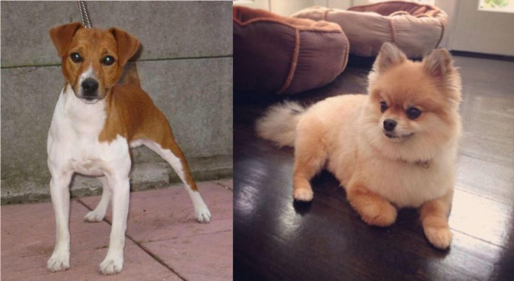 Pomeranian vs Plummer Terrier - Breed Comparison