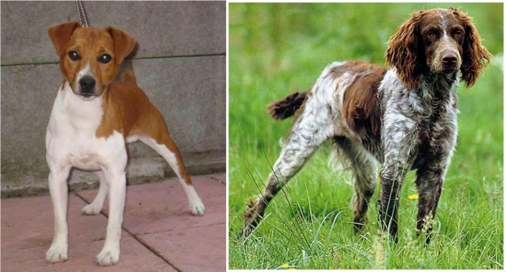 Pont-Audemer Spaniel vs Plummer Terrier - Breed Comparison