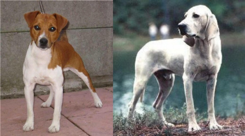 Porcelaine vs Plummer Terrier - Breed Comparison