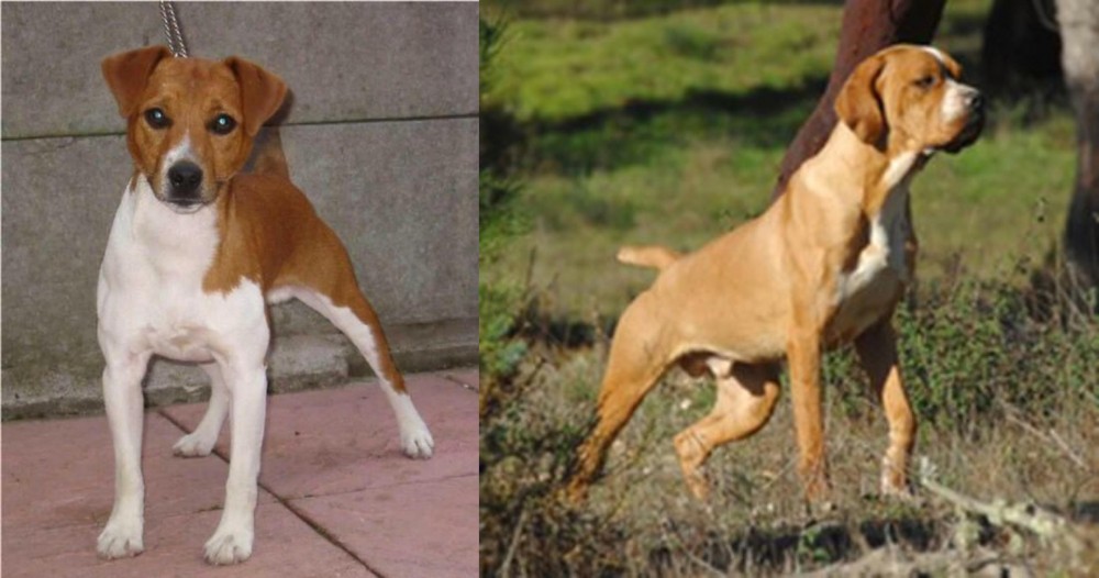 Portuguese Pointer vs Plummer Terrier - Breed Comparison