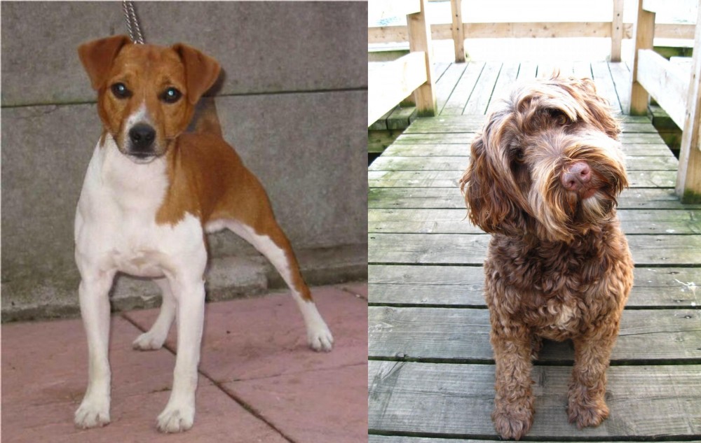 Portuguese Water Dog vs Plummer Terrier - Breed Comparison