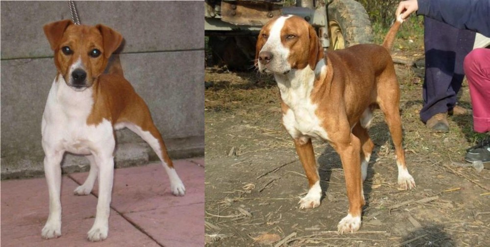 Posavac Hound vs Plummer Terrier - Breed Comparison