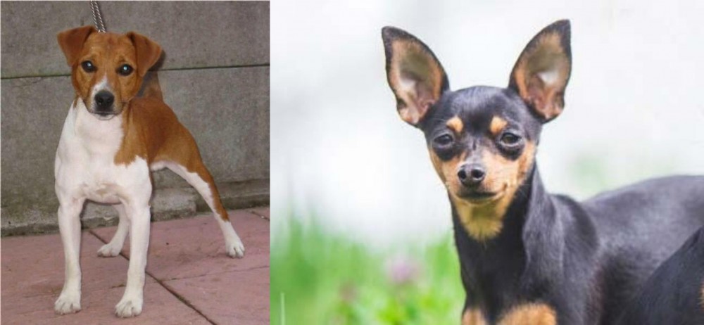Prazsky Krysarik vs Plummer Terrier - Breed Comparison
