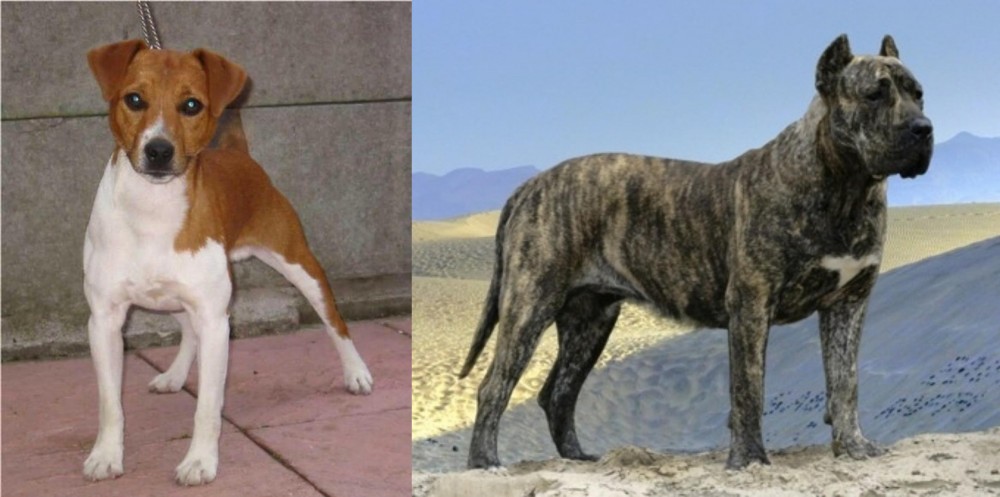 Presa Canario vs Plummer Terrier - Breed Comparison