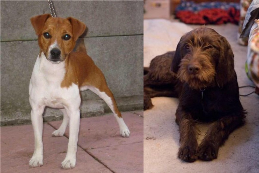 Pudelpointer vs Plummer Terrier - Breed Comparison